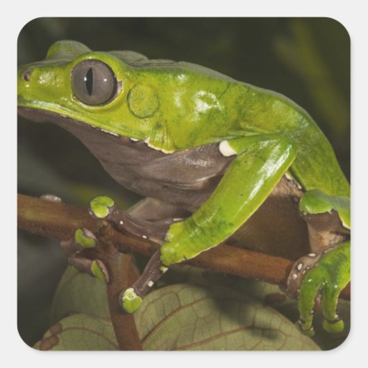 オオハキリガエル(Phyllomedusa bicolor) 3 スクエアシール (正面)