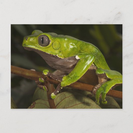オオハキリガエル(Phyllomedusa bicolor)3 ポストカード (正面)