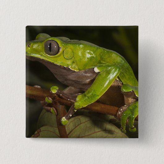 オオハキリガエル(Phyllomedusa bicolor) 3 缶バッジ (正面)