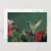 オオハチドリ、シナンサス ポストカード (正面/裏面)