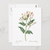 オオハチドリ ポストカード (正面/裏面)