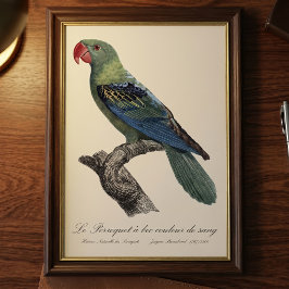 オオハナショウゴインコ、Tanygnathus Megalorynchos フォトプリント
