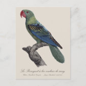 オオハナショウゴインコ、Tanygnathus Megalorynchos ポストカード (正面)