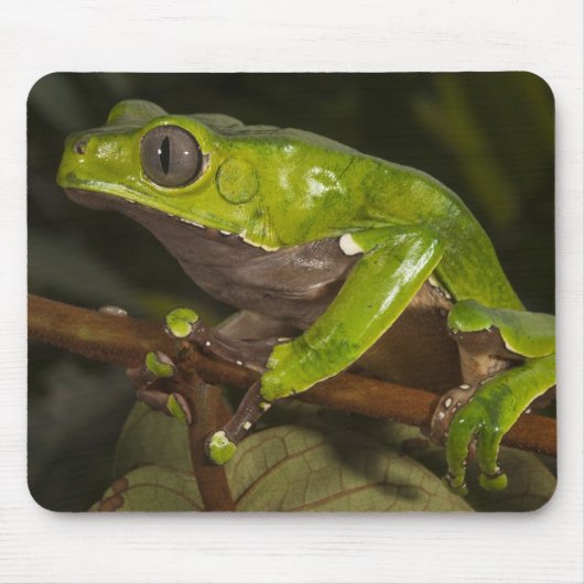 オオハナノドカエル(Phyllomedusa bicolor) 3 マウスパッド (正面)