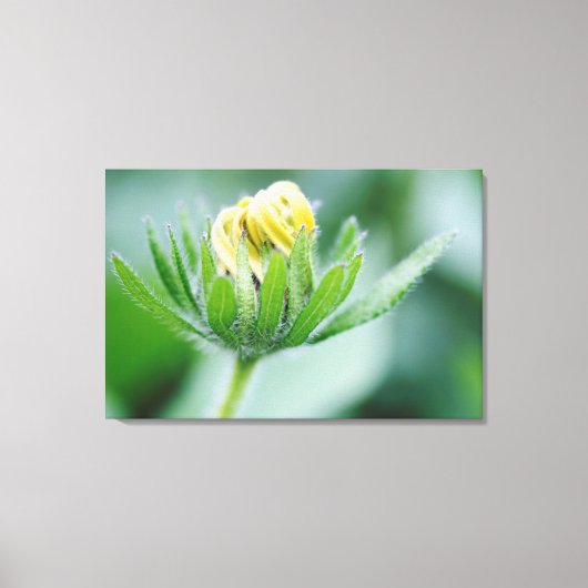 オオハンゴンソウの花が開く キャンバスプリント (正面)