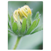 オオハンゴンソウの花が開く クリップボード (裏面)