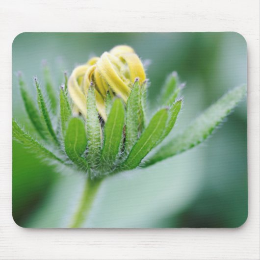 オオハンゴンソウの花が開く マウスパッド (正面)