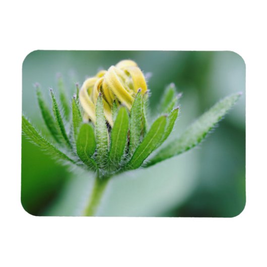 オオハンゴンソウの花が開く マグネット (横)