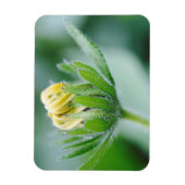 オオハンゴンソウの花が開く マグネット (縦)