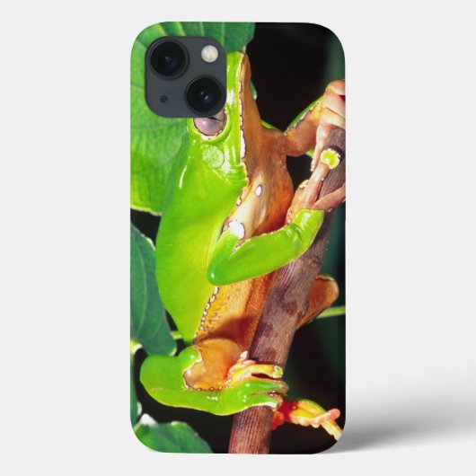 オオバイカラーモンキーツリーフロッグ, Phyllomedusa Case-Mate iPhoneケース (裏面)