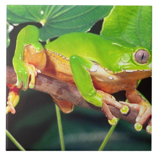 オオバイカラーモンキーヤドクガエル, Phyllomedusa タイル (正面)