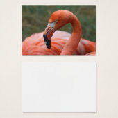 オオバギ (正面&裏面)