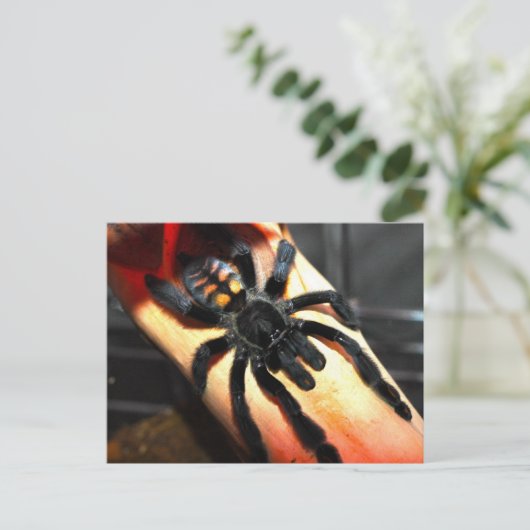 オオバギ ポストカード (スタンド正面)