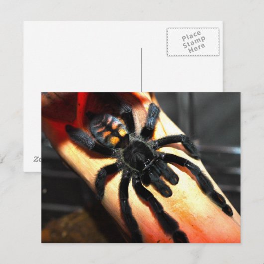 オオバギ ポストカード (正面/裏面)