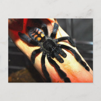 オオバギ ポストカード