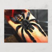 オオバギ ポストカード (正面)