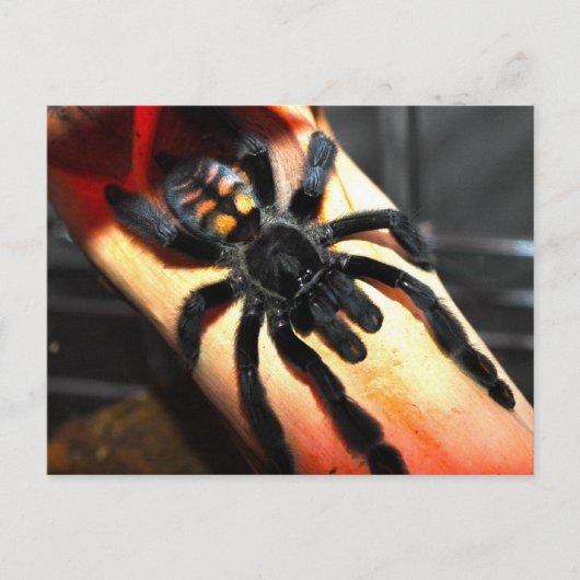 オオバギ ポストカード (正面)