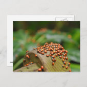 オオバギ ポストカード (正面/裏面)