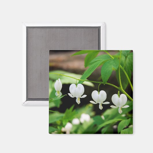 オオバコ属 マグネット (正面/裏面)