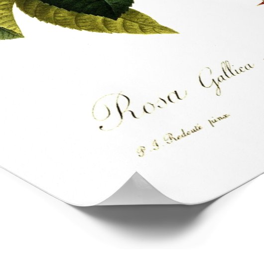 オオバコ ポスター (角)