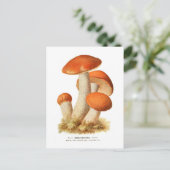 オオバコ ポストカード (スタンド正面)