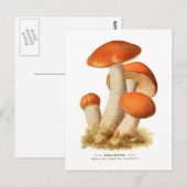 オオバコ ポストカード (正面/裏面)