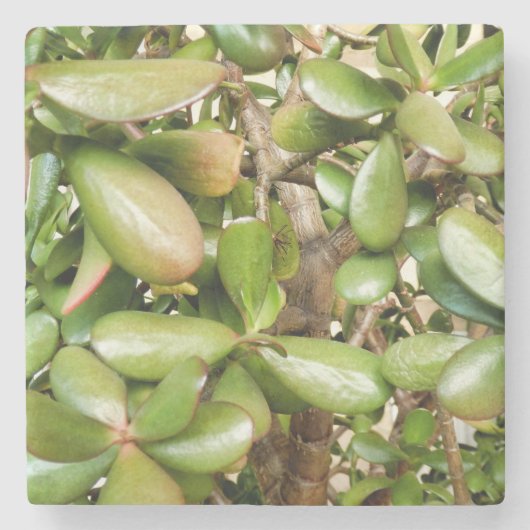 オオバータ白癬 ストーンコースター (正面)