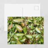 オオバータ白癬 ポストカード (正面/裏面)