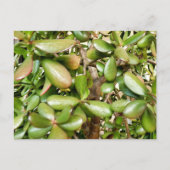 オオバータ白癬 ポストカード (正面)