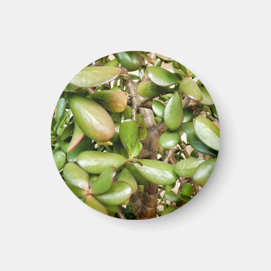 オオバータ白癬 マグネット (正面)