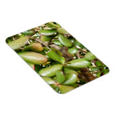 オオバータ白癬 マグネット (右側)