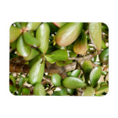 オオバータ白癬 マグネット (横)