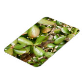 オオバータ白癬 マグネット (左側)