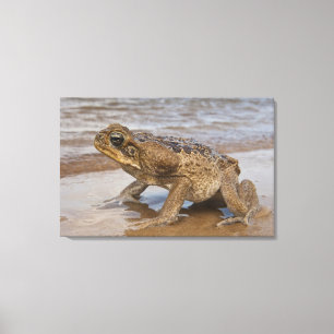 オオヒキガエル Rhinella marina、旧名 Bufo キャンバスプリント
