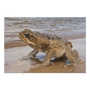 オオヒキガエル Rhinella marina (旧名 Bufo) フォトプリント