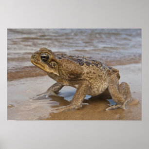 オオヒキガエル Rhinella marina、旧名 Bufo ポスター