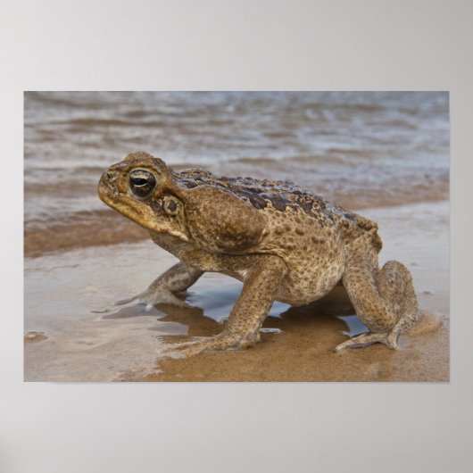 オオヒキガエル Rhinella marina、旧名 Bufo ポスター (正面)