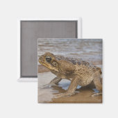オオヒキガエル Rhinella marina、旧名 Bufo マグネット (正面/裏面)