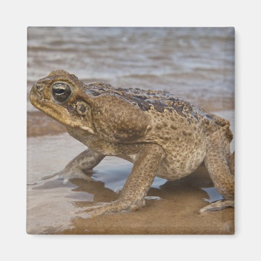 オオヒキガエル Rhinella marina、旧名 Bufo マグネット (正面)