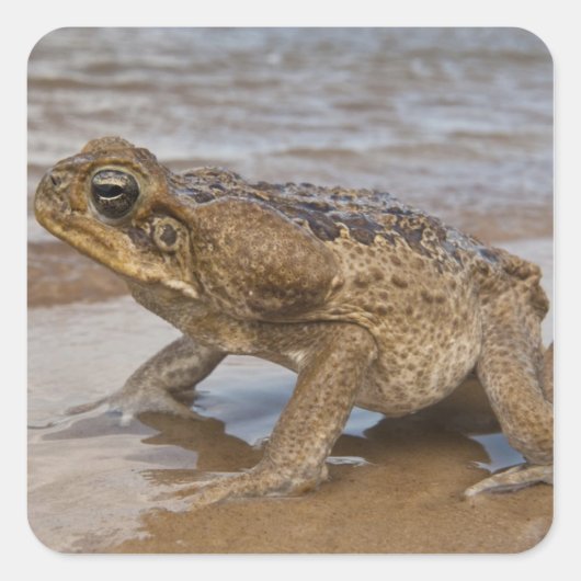 オオヒキガエル Rhinella marina (旧 Bufo属) スクエアシール (正面)