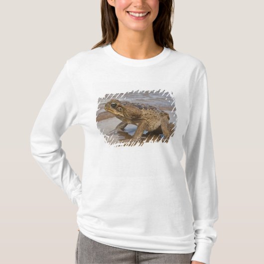 オオヒキガエル Rhinella marina (旧 Bufo属) Tシャツ (正面)