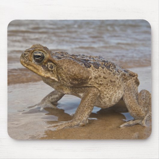 オオヒキガエル Rhinella marina (旧 Bufo) マウスパッド (正面)