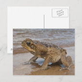 オオヒキガエル Rhinella marina （旧 Bufo 属） ポストカード (正面/裏面)