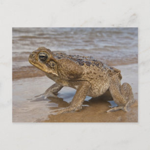 オオヒキガエル Rhinella marina (旧 Bufo 属) ポストカード