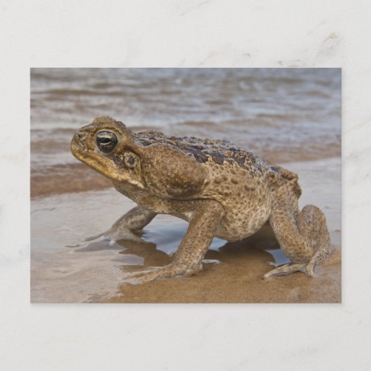 オオヒキガエル Rhinella marina （旧 Bufo 属） ポストカード (正面)