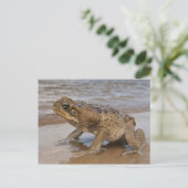 オオヒキガエル Rhinella marina （旧 Bufo 属） ポストカード (スタンド正面)