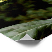 オオヒマワリ、黄色い花 ポスター (角)