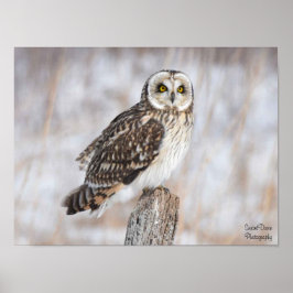 オオフクロウ ポスター