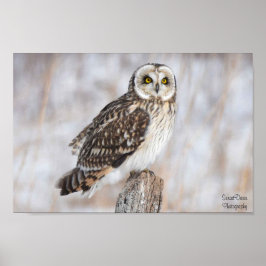 オオフクロウ ポスター