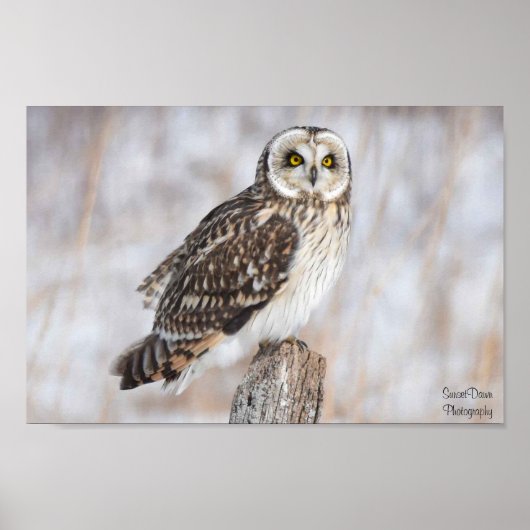 オオフクロウ ポスター (正面)